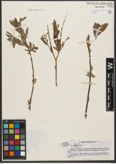 Foto von Salix tenuijulis Ledeb.